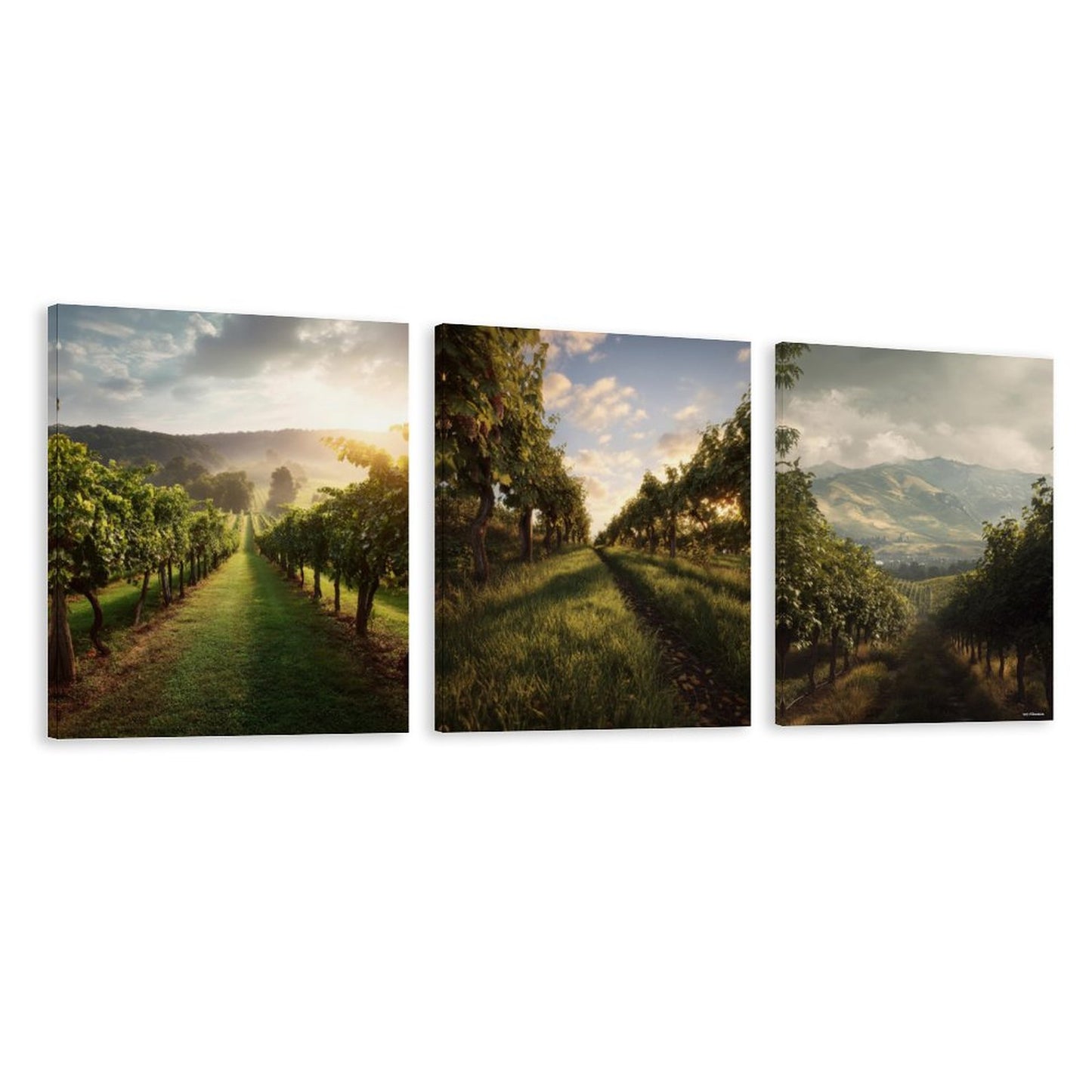 Vineyards Canvas Wall Art -16”x 20” (x3) - Made In USA