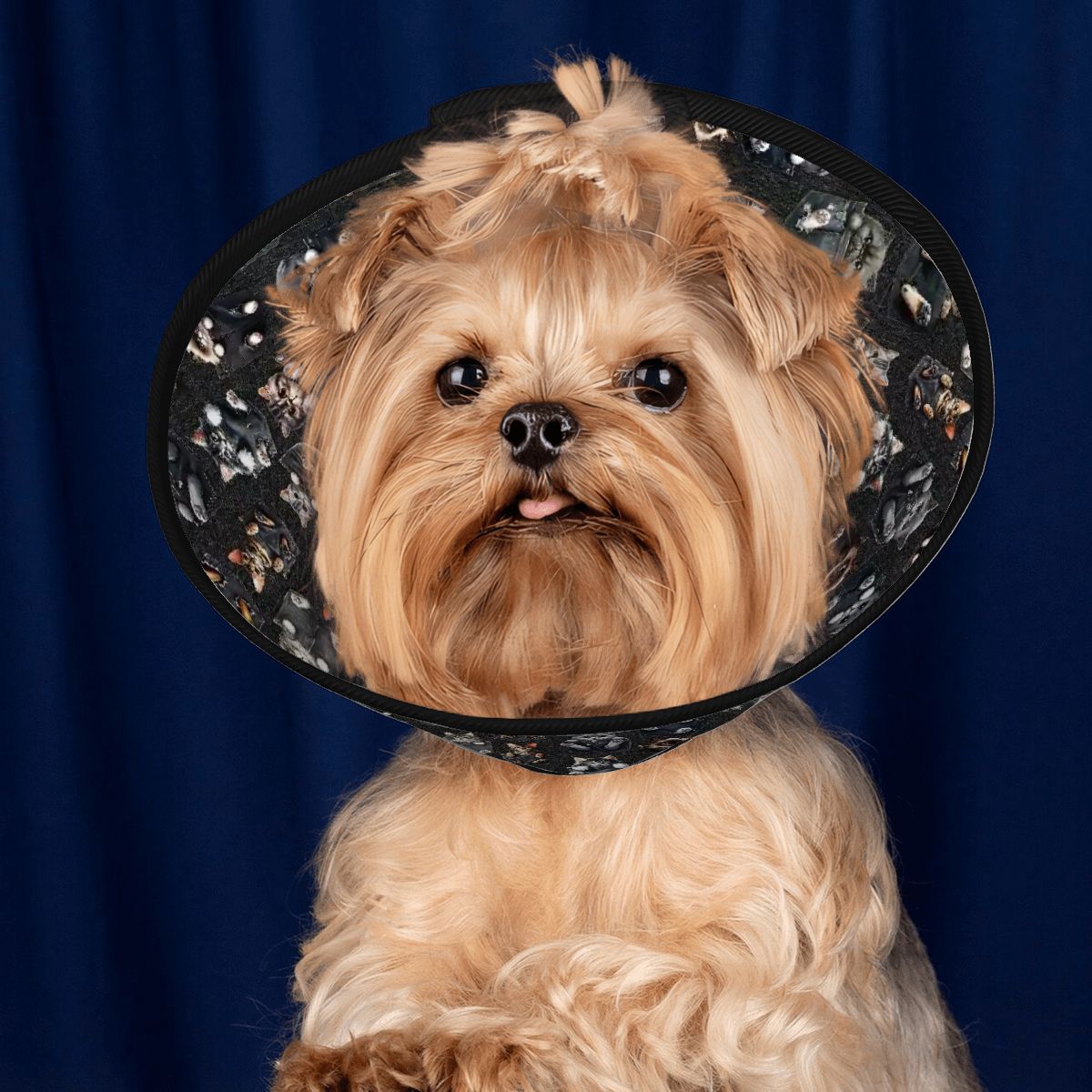 Pet Elizabethan, Pet Medical Collar